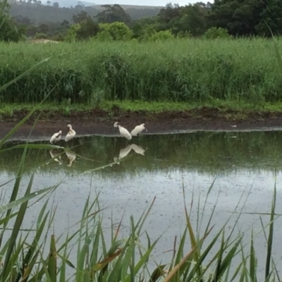 Platalea regia (Royal Spoonbill) at Pambula, NSW - 3 Jan 2017 by mstevenson