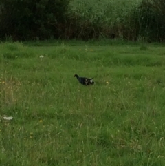 Porphyrio melanotus (Australasian Swamphen) at Pambula, NSW - 3 Jan 2017 by mstevenson