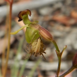 Oxyopes sp. (genus) at Belconnen, ACT - 4 Jan 2017