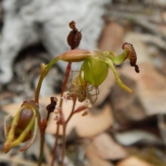 Oxyopes sp. (genus) at Belconnen, ACT - 4 Jan 2017 11:21 AM