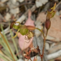 Oxyopes sp. (genus) at Belconnen, ACT - 4 Jan 2017 11:21 AM