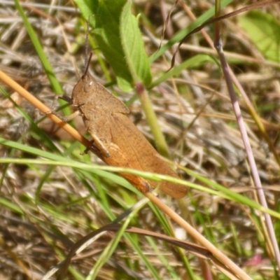 Goniaea australasiae (Gumleaf grasshopper) at Bemboka River Reserve - 2 Jan 2017 by JanetRussell