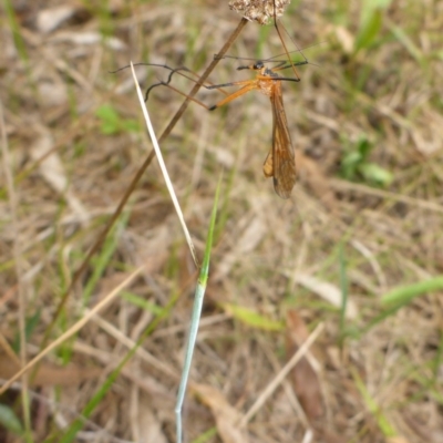 Harpobittacus sp. (genus) (Hangingfly) at Bemboka River Reserve - 2 Jan 2017 by JanetRussell