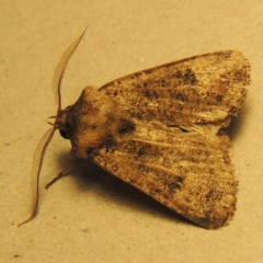 Agrotis porphyricollis (Variable Cutworm) at Conder, ACT - 4 Dec 2016 by michaelb