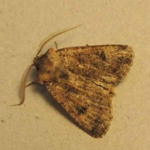 Agrotis porphyricollis at Conder, ACT - 5 Dec 2016