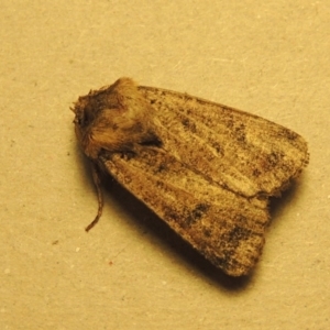 Agrotis porphyricollis at Conder, ACT - 5 Dec 2016