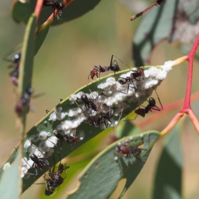 Iridomyrmex purpureus (Meat Ant) at Acton, ACT - 2 Jan 2017 by David