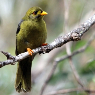 Manorina melanophrys (Bell Miner) at Kalaru, NSW - 5 Dec 2016 by MichaelMcMaster