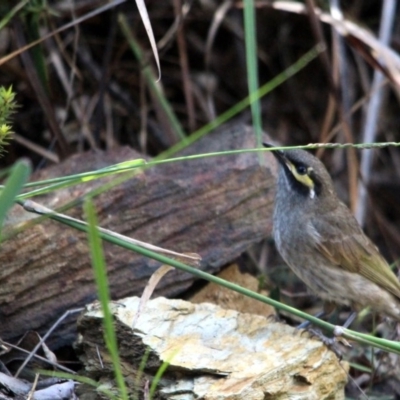 Caligavis chrysops (Yellow-faced Honeyeater) at Kalaru, NSW - 7 Dec 2016 by MichaelMcMaster