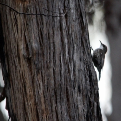 Cormobates leucophaea (White-throated Treecreeper) at Kalaru, NSW - 8 Dec 2016 by MichaelMcMaster