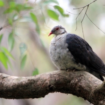 Columba leucomela (White-headed Pigeon) at Kalaru, NSW - 10 Dec 2016 by MichaelMcMaster