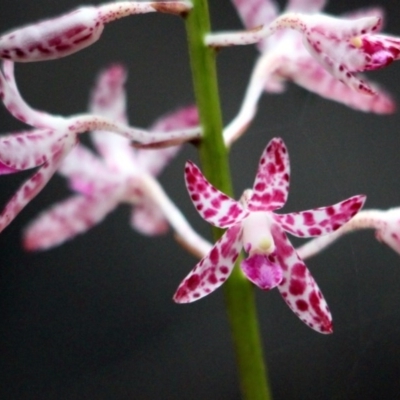 Dipodium variegatum (Blotched Hyacinth Orchid) at Kalaru, NSW - 10 Dec 2016 by MichaelMcMaster