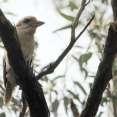 Dacelo novaeguineae (Laughing Kookaburra) at Kalaru, NSW - 11 Dec 2016 by MichaelMcMaster