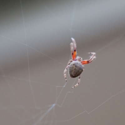 Araneus hamiltoni (Hamilton's Orb Weaver) at Jerrabomberra, NSW - 30 Dec 2016 by Speedsta