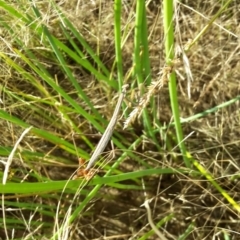 Mantodea (order) (Unidentified praying mantis) at Sth Tablelands Ecosystem Park - 4 Jan 2017 by galah681