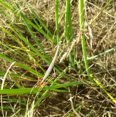 Mantodea (order) (Unidentified praying mantis) at Molonglo Valley, ACT - 4 Jan 2017 by galah681