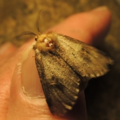 Epicoma (genus) (Unidentified Prominent moth) at Pine Island to Point Hut - 6 Dec 2016 by michaelb