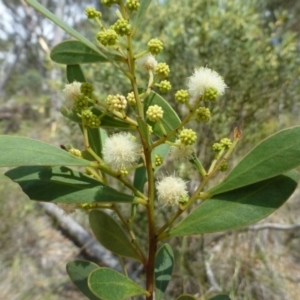 Acacia penninervis var. penninervis at Canberra Central, ACT - 5 Jan 2017 12:00 AM