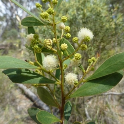 Acacia penninervis var. penninervis (Hickory Wattle) at Canberra Central, ACT - 5 Jan 2017 by RWPurdie