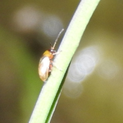 Alticini (tribe) (Unidentified flea beetle) at Wanniassa Hill - 17 Oct 2016 by RyuCallaway