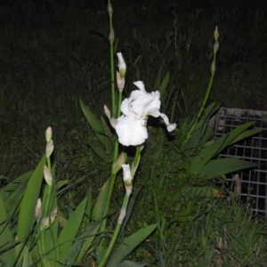 Iris germanica at Fadden, ACT - 17 Oct 2016 08:32 PM