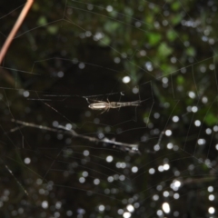 Tetragnatha sp. (genus) (Long-jawed spider) at Wanniassa Hill - 17 Oct 2016 by ArcherCallaway