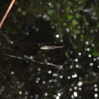 Tetragnatha sp. (genus) (Long-jawed spider) at Wanniassa Hill - 17 Oct 2016 by RyuCallaway