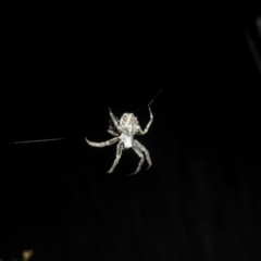 Socca pustulosa (Knobbled Orbweaver) at Fadden, ACT - 17 Oct 2016 by RyuCallaway