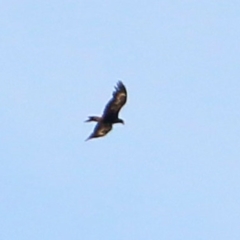 Aquila audax (Wedge-tailed Eagle) at Bruce Ridge to Gossan Hill - 5 Jan 2017 by NathanaelC