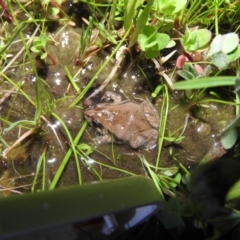 Crinia signifera (Common Eastern Froglet) at Fadden, ACT - 17 Oct 2016 by RyuCallaway