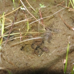 Crinia sp. (genus) - 1 Jan 1900 by ArcherCallaway
