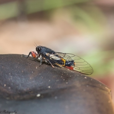 Yoyetta serrata (Serrated Firetail) at Cotter River, ACT - 4 Jan 2017 by Roger