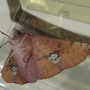 Oenochroma vinaria at Macarthur, ACT - 5 Jan 2017 07:23 PM