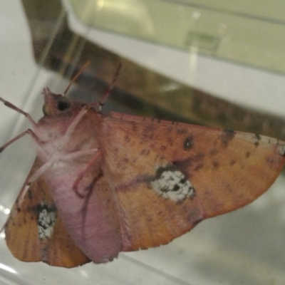 Oenochroma vinaria (Pink-bellied Moth, Hakea Wine Moth) at Macarthur, ACT - 5 Jan 2017 by Liam.m