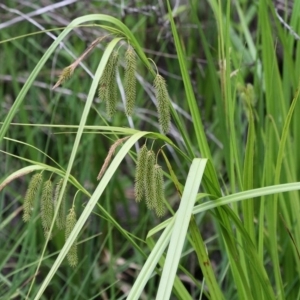 Carex fascicularis at Tennent, ACT - 1 Jan 2017 10:45 AM