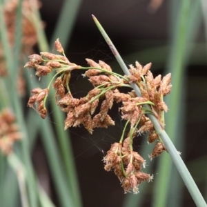 Schoenoplectus tabernaemontani at Tennent, ACT - 1 Jan 2017