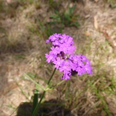 Verbena rigida (Veined Verbena) at Bemboka River Reserve - 2 Jan 2017 by JanetRussell