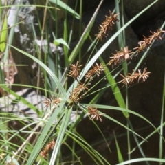 Cyperus lucidus (Leafy Flat Sedge) at Lower Cotter Catchment - 2 Jan 2017 by HarveyPerkins