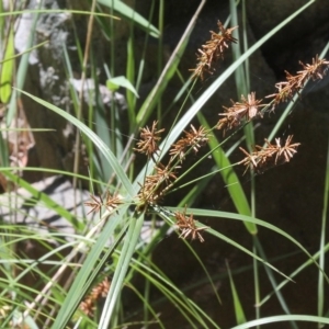 Cyperus lucidus at Uriarra Village, ACT - 2 Jan 2017