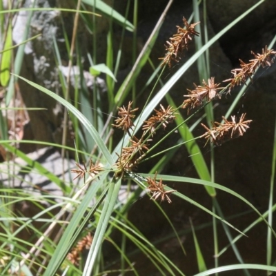 Cyperus lucidus (Leafy Flat Sedge) at Uriarra Village, ACT - 2 Jan 2017 by HarveyPerkins