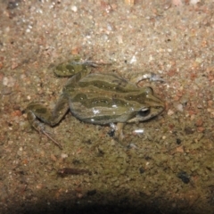 Crinia signifera (Common Eastern Froglet) at Wanniassa Hill - 18 Oct 2016 by RyuCallaway