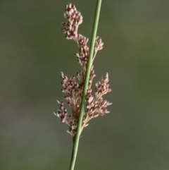 Juncus sp. (A Rush) at Lower Cotter Catchment - 2 Jan 2017 by HarveyPerkins