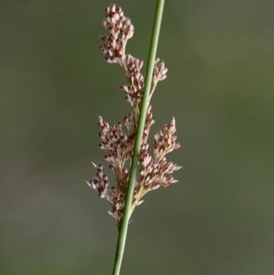Juncus sp. (A Rush) at Lower Cotter Catchment - 2 Jan 2017 by HarveyPerkins
