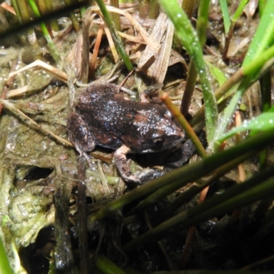 Uperoleia laevigata (Smooth Toadlet) at Wanniassa Hill - 18 Oct 2016 by RyuCallaway