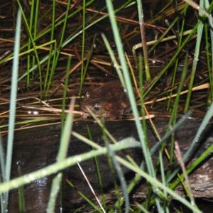 Litoria peronii at Wanniassa Hill - 18 Oct 2016