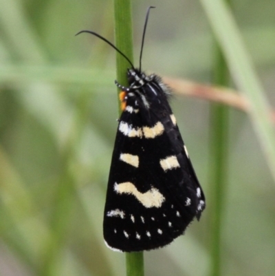 Phalaenoides tristifica (Willow-herb Day-moth) at Tennent, ACT - 1 Jan 2017 by HarveyPerkins