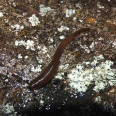 Hirudinea sp. (Class) (Unidentified Leech) at Wanniassa Hill - 18 Oct 2016 by ArcherCallaway