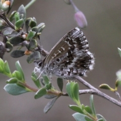 Neolucia agricola (Fringed Heath-blue) at Tennent, ACT - 1 Jan 2017 by HarveyPerkins