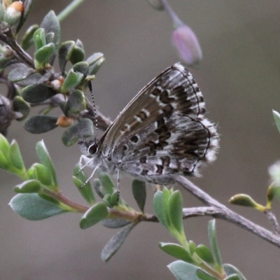 Neolucia agricola (Fringed Heath-blue) at Tennent, ACT - 31 Dec 2016 by HarveyPerkins