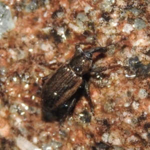 Steriphus murinus at Wanniassa Hill - 18 Oct 2016 08:46 PM